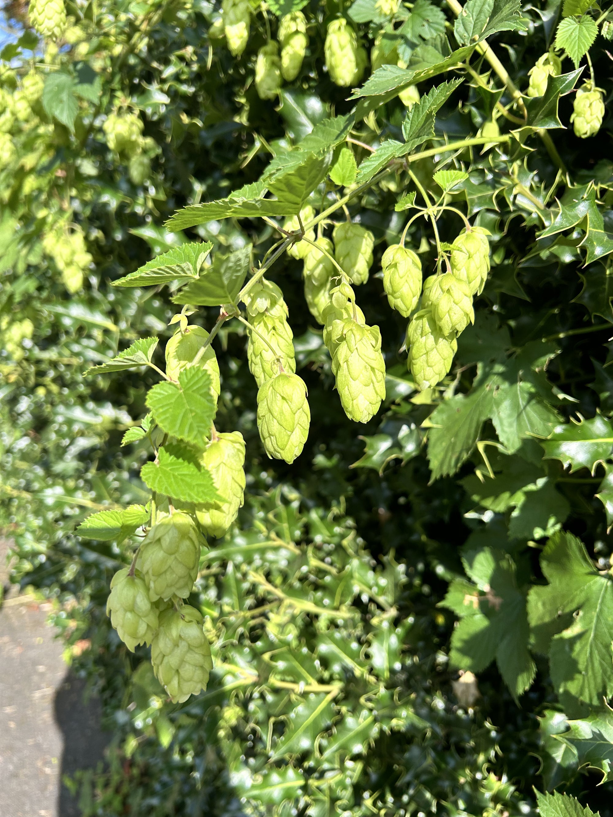 Hops growing in Penge